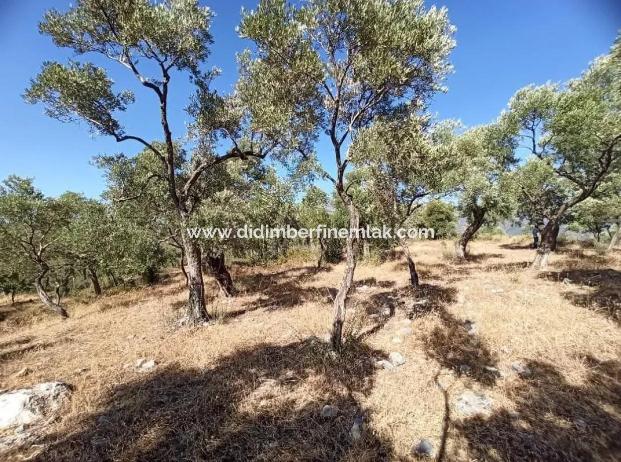 Olive Grove For Sale In Mugla Milasta At An Affordable Price