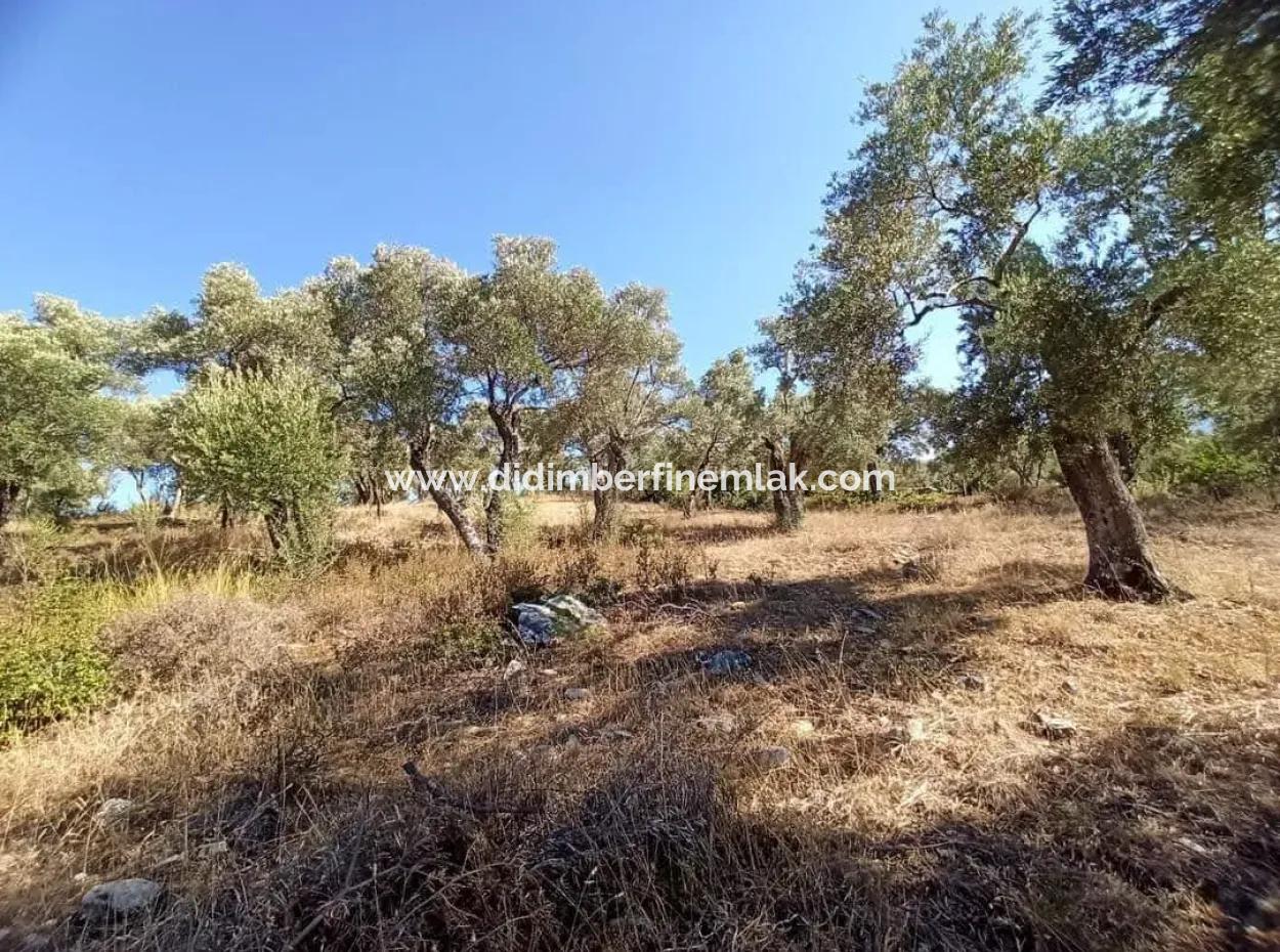 Olive Grove For Sale In Mugla Milasta At An Affordable Price