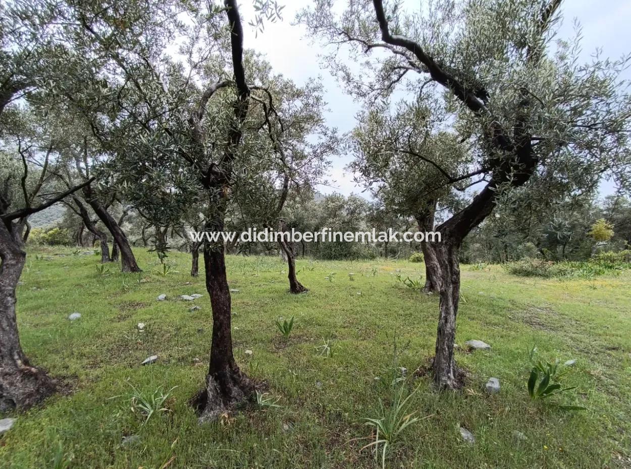 Olive Grove For Sale In Mugla Milasta At An Affordable Price