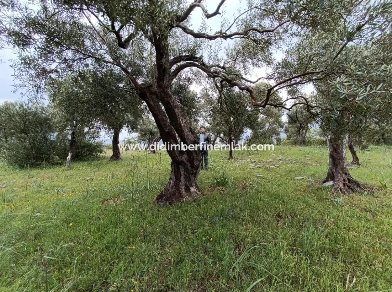 Olive Grove For Sale In Mugla Milasta At An Affordable Price