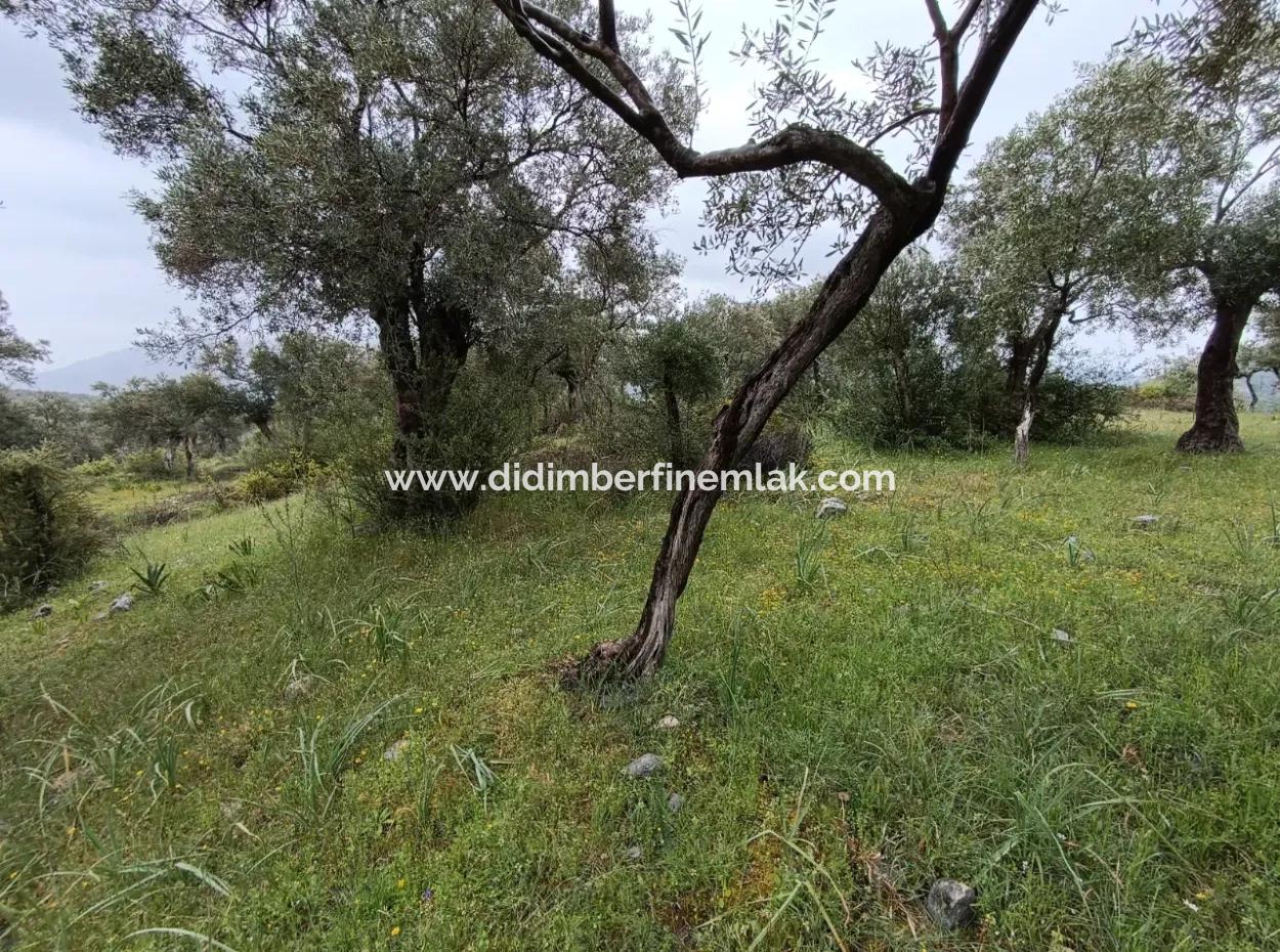 Olive Grove For Sale In Mugla Milasta At An Affordable Price