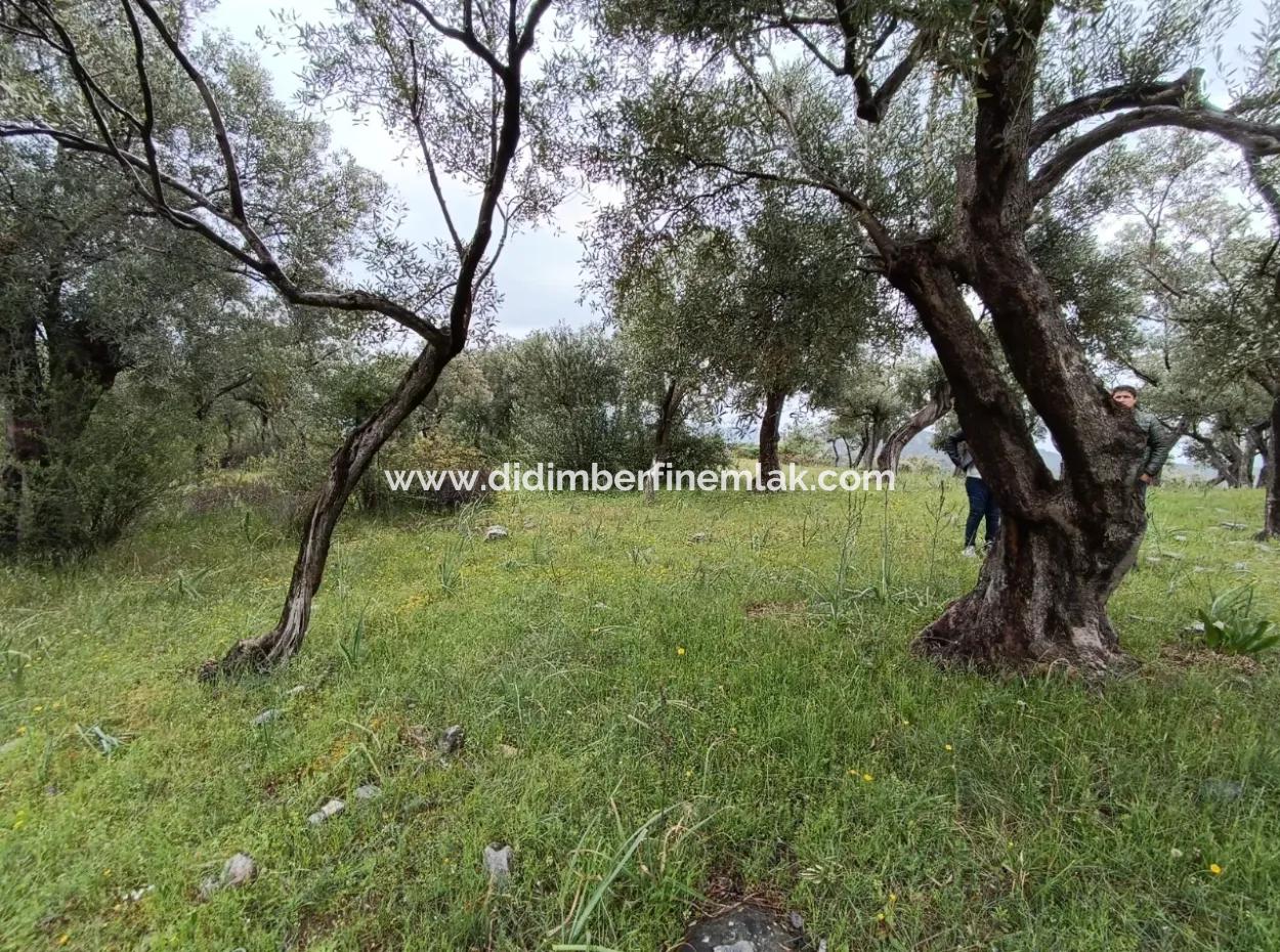 Olive Grove For Sale In Mugla Milasta At An Affordable Price