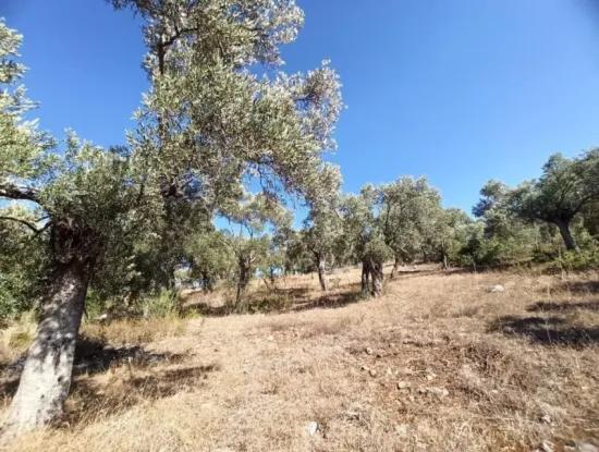 Olive Grove For Sale In Mugla Milasta At An Affordable Price