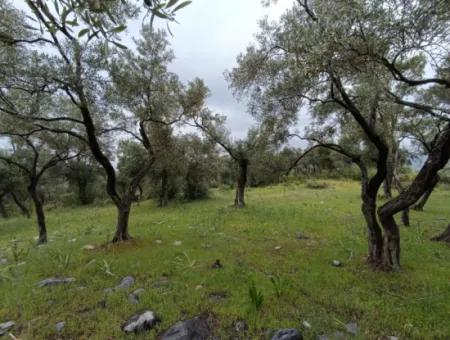 Olive Grove For Sale In Mugla Milasta At An Affordable Price