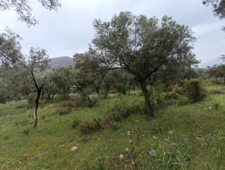Olive Grove For Sale In Mugla Milasta At An Affordable Price