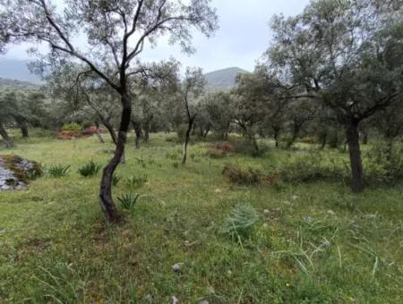 Olive Grove For Sale In Mugla Milasta At An Affordable Price