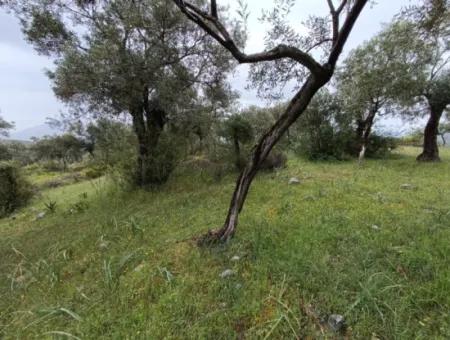 Olive Grove For Sale In Mugla Milasta At An Affordable Price