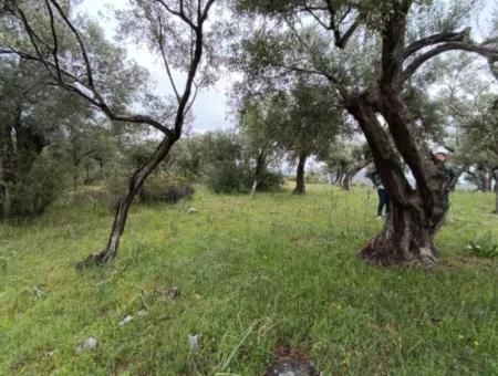 Olive Grove For Sale In Mugla Milasta At An Affordable Price