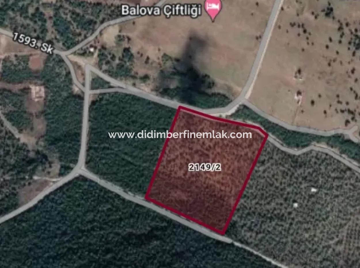 Aydın Akyeniköy Balova Satılık Zeytinlik