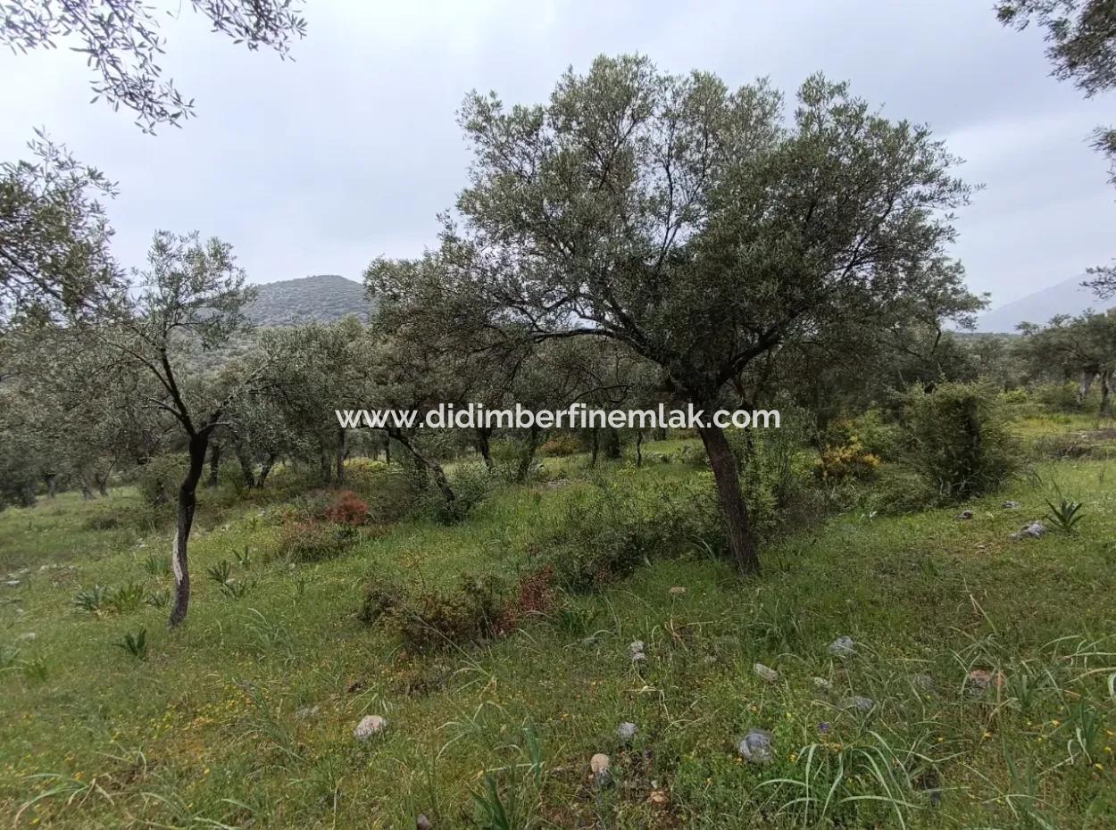 Muğla Milasta Uygun Fiyata Satılık Zeytinlik