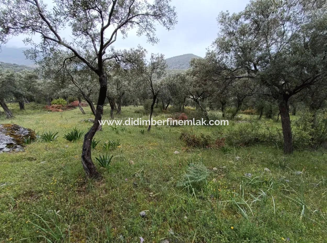 Muğla Milasta Uygun Fiyata Satılık Zeytinlik