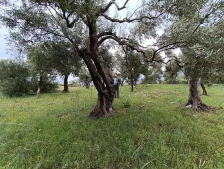 Muğla Milasta Uygun Fiyata Satılık Zeytinlik